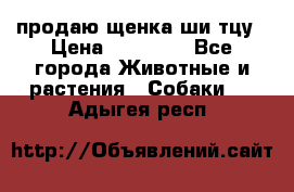 продаю щенка ши-тцу › Цена ­ 10 000 - Все города Животные и растения » Собаки   . Адыгея респ.